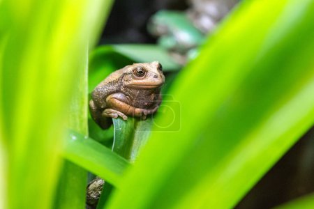 Andean Marsupial Tree Frog in a Terrarium