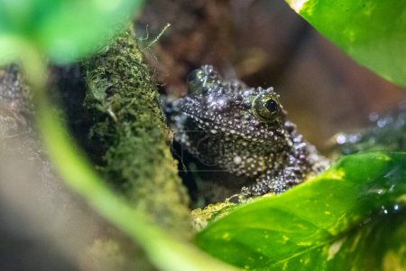Mossy frog between leaves in a terrarium