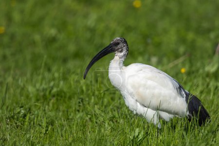 African sacred ibis in Lipu Oasis in Racconigi, Piedmont, Italy