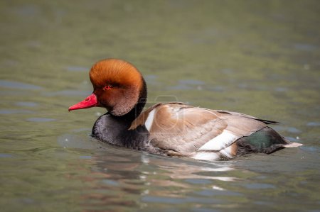 Red crested pochard on a pond in Lipu Oasis of Racconigo, Piedmont, Italy