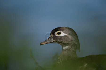Wodd Duck in Lipu Oasis of Racconigi, Piedmont, Italy