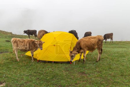 Téléchargez les photos : Les vaches paissent dans la prairie près de la tente, le brouillard dans les montagnes après la pluie, les vaches dans les montagnes du Caucase du Daghestan. - en image libre de droit