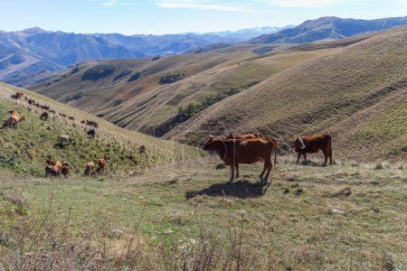 Téléchargez les photos : Les vaches paissent dans la prairie dans les montagnes, les vaches dans les montagnes du Caucase du Daghestan. - en image libre de droit