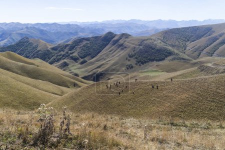 Téléchargez les photos : Les vaches paissent dans la prairie dans les montagnes, les vaches dans les montagnes du Caucase du Daghestan. - en image libre de droit