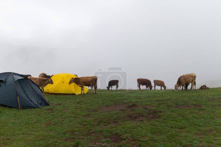 Téléchargez les photos : Les vaches paissent dans la prairie près de la tente, le brouillard dans les montagnes après la pluie, les vaches dans les montagnes du Caucase du Daghestan. - en image libre de droit