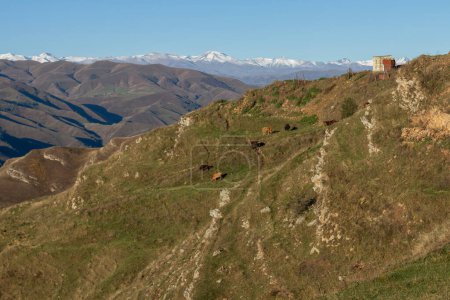 Téléchargez les photos : Refuge de cabanes de montagne et vaches dans la montagne du Caucase au Daghestan, Russie. - en image libre de droit