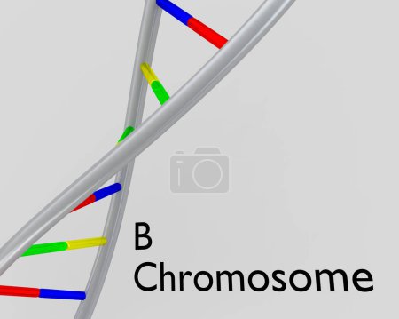 Photo for 3D illustration of a DNA double helix, titled as B Chromosome - Royalty Free Image