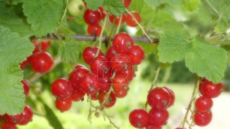 Red currant berries on a branch