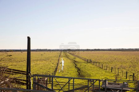 Photo for Expansive agricultural flat lands showcase lush green habitats under a clear afternoon sky, revealing a serene natural scene. - Royalty Free Image