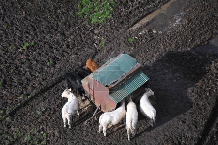 Téléchargez les photos : Vue aérienne de vaches se rassemblant à une station d'alimentation dans un paysage rural, présentant la scène traditionnelle de l'élevage. - en image libre de droit