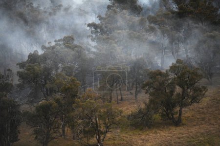 Téléchargez les photos : La fumée monte doucement à travers les arbres dans une forêt sereine, créant une atmosphère tranquille. - en image libre de droit