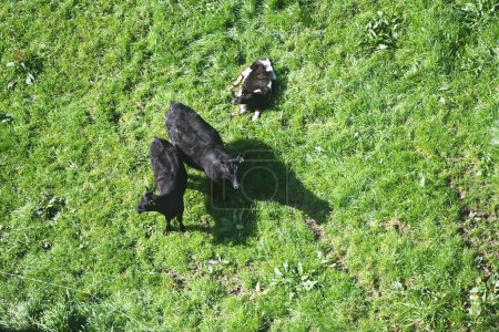 Téléchargez les photos : Perspective aérienne de vaches noires dans un champ vert herbeux créant une scène rurale sereine. - en image libre de droit