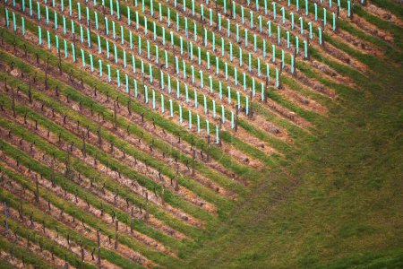 Photo for Aerial view of vineyard plantations in protected rows within the landscape. - Royalty Free Image