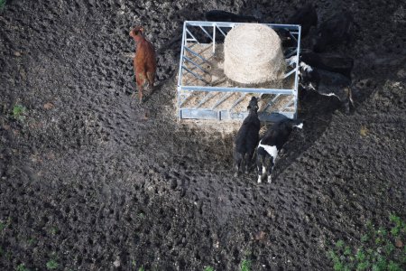 Téléchargez les photos : Vue aérienne de vaches rassemblées à la station d'alimentation rurale, montrant les pratiques d'élevage. - en image libre de droit