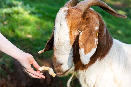 Téléchargez les photos : Femme nourrissant la chèvre boer australienne dans la ferme rurale. - en image libre de droit
