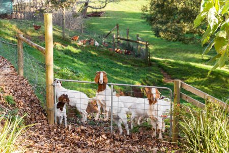 Téléchargez les photos : Des chèvres boers debout derrière une barrière fermée, regardant curieusement vers la caméra. - en image libre de droit