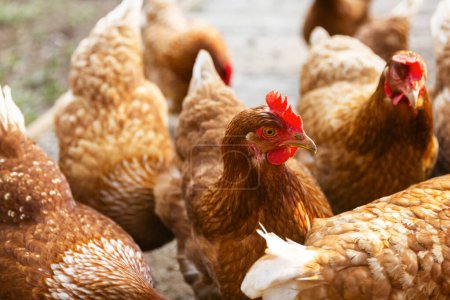 Téléchargez les photos : Gros plan sur les poulets d'une ferme avicole traditionnelle en plein air. - en image libre de droit