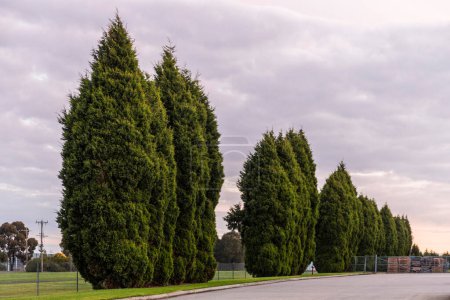 Leyland Zypressen bilden eine Reihe am Straßenrand und verleihen dem Industriegebiet einen Hauch von natürlicher Schönheit.