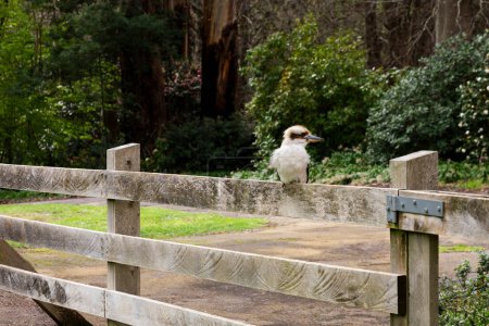 Téléchargez les photos : Kookaburra riant perché sur une barrière en bois. - en image libre de droit