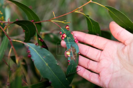 Man's hand revealing the red galls of Pontania proxima on a green leaf.