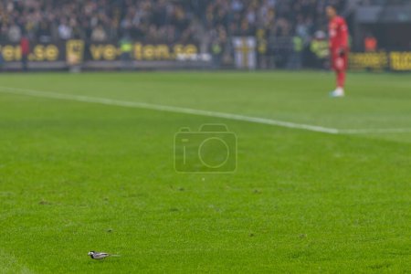 Photo for SOLNA, SWEDEN - APR 16 2023: Wagtail bird at he grass during AIK vs Hammarby IF at Friends Arena in Solna. Final result 2-0 - Royalty Free Image