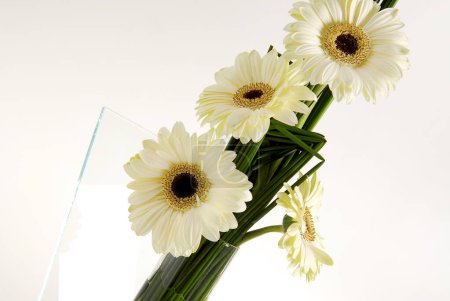 Detail of a modern white gerbera daisy arrangement on a transparent glass vase, isolated