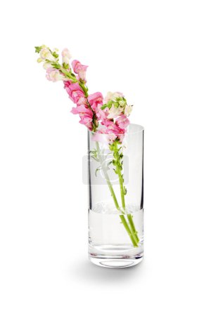 Florero transparente, con flores rosadas sobre fondo blanco. Perfecto para la decoración del hogar o para un regalo.