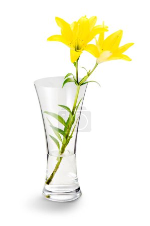 Florero transparente, con lirios amarillos sobre fondo blanco. Perfecto para la decoración del hogar o para un regalo.
