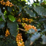 Close up of bourbon yellow coffee berries on a coffee tree and leaves.