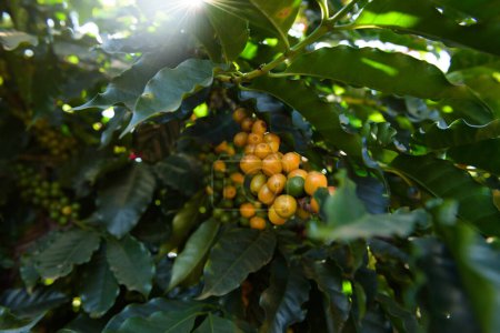 Foto de Primer plano de bayas de café amarillo bourbon en un árbol de café y hojas. - Imagen libre de derechos