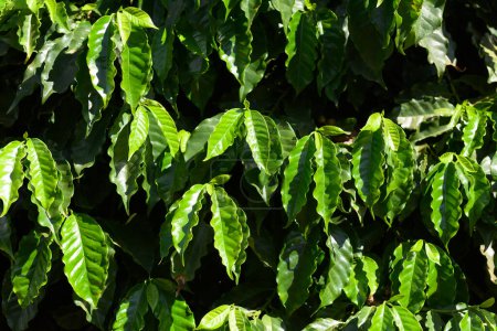 Foto de Primer plano de las hojas de los árboles de café en una plantación. Patrón de follaje verde café perfecto. - Imagen libre de derechos