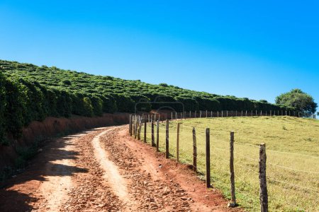Foto de Camino de tierra por una plantación de árboles de café orgánico en un día soleado. - Imagen libre de derechos