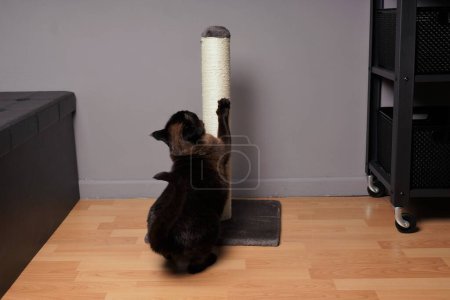 Siamese cat stretching on scratching post or scratcher