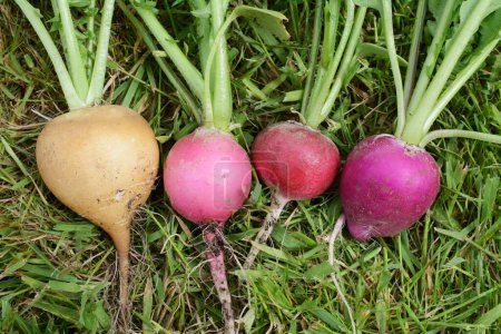 Téléchargez les photos : Close-up of four crunchy rainbow radishes lying on green grass - yellow, pink, red and purple roots - en image libre de droit