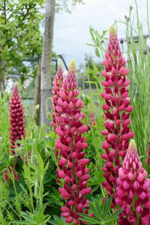 Téléchargez les photos : Deep pink dwarf lupins - tall flower spikes among lush foliage in a summer garden - en image libre de droit