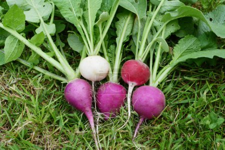 Téléchargez les photos : Five fresh radishes with rainbow-coloured skins and spiky green foliage, lying on grass - en image libre de droit
