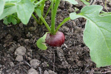 Téléchargez les photos : Single red radish growing in the soil of a vegetable bed, ready for harvest - en image libre de droit