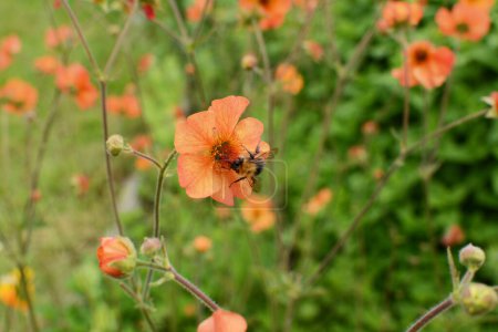Téléchargez les photos : Tree bumblebee - bombus hypnorum - collecting pollen from an orange geum flower - en image libre de droit