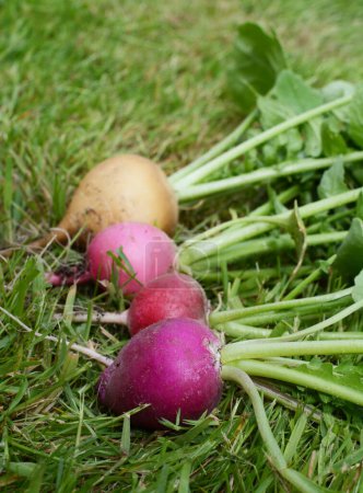 Téléchargez les photos : Four rainbow radishes lying on grass - yellow, pink, red and purple roots in shallow focus - en image libre de droit