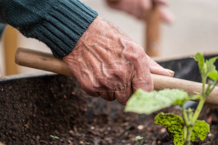 Foto de Primer plano de las manos del anciano sosteniendo azada mientras trabaja en el jardín de verduras. Foto de alta calidad - Imagen libre de derechos