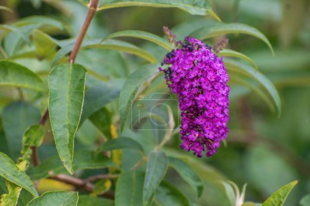 Vibrant Purple Buddleia Bloom Green Foliage Nature Closeup As a background, texture, for web presentations and other graphic work
