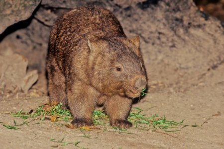 Photo for Wombats are short-legged, muscular quadrupedal marsupials that are native to Australia. - Royalty Free Image