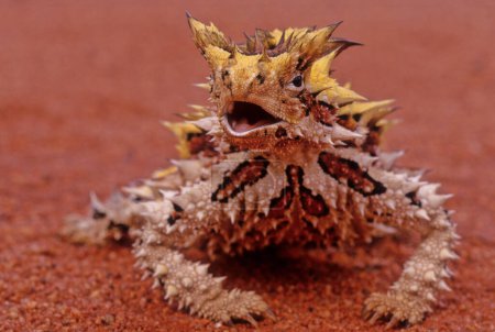 Photo for The thorny devil (Moloch horridus), also known commonly as the mountain devil, thorny lizard, thorny dragon, and moloch, is a species of lizard in the family Agamidae. - Royalty Free Image