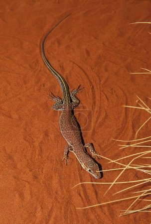 Foto de El monitor de cola espinosa, un lagarto monitor algo pequeño - Imagen libre de derechos