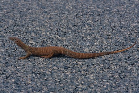 Foto de Varanus gouldii es una especie de lagarto de Australia, también conocido como monitor de Gould, monitor de arena, o goanna caballo de carreras.. - Imagen libre de derechos
