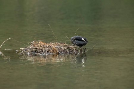 Foto de Las Coots son aves acuáticas de tamaño mediano que son miembros de la familia Rallidae.. - Imagen libre de derechos