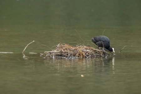 Foto de Las Coots son aves acuáticas de tamaño mediano que son miembros de la familia Rallidae.. - Imagen libre de derechos