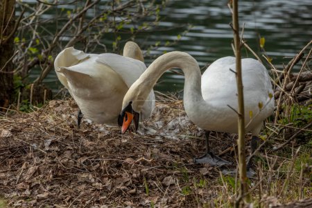 Foto de Los cisnes son aves de la familia Anatidae del género Cygnus.. - Imagen libre de derechos