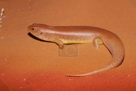 The Pilbara crevice-skink (Egernia pilbarensis) is a species of large skink, a lizard in the family Scincidae.
