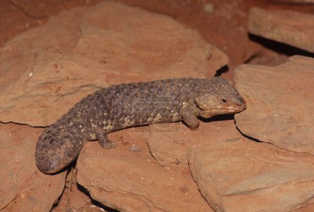 Tiliqua rugosa, most commonly known as the shingleback skink or bobtail lizard, is a short-tailed, slow-moving species of blue-tongued skink (genus Tiliqua) endemic to Australia.